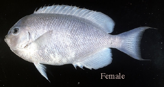 Genicanthus spinus (Pitcairn Angelfish)